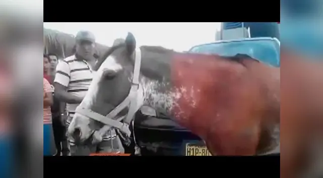 Pesar en sus dueños generó la muerte del animal