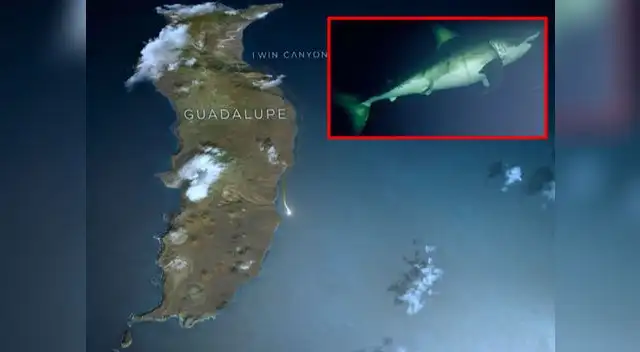 El animal se moviliza como si tuviera piloto automático El animal se moviliza como si tuviera piloto automático