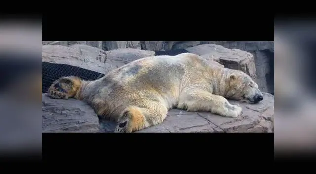 Hace dos años se pedía su traslado a Canadá. Hace dos años se pedía su traslado a Canadá.