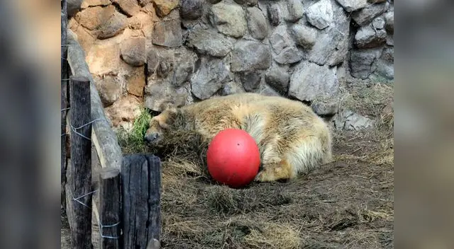 Muerte de osos Arturo causa mucha pena en Argentina Muerte de osos Arturo causa mucha pena en Argentina
