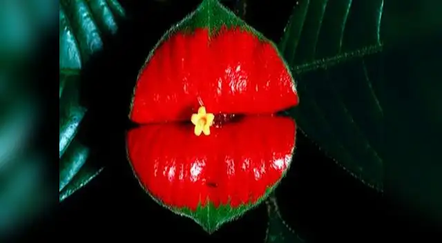 La de los labios carnosos