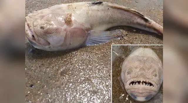 El animal habría llegado a la orilla provocando que se lance una alerta a los bañistas