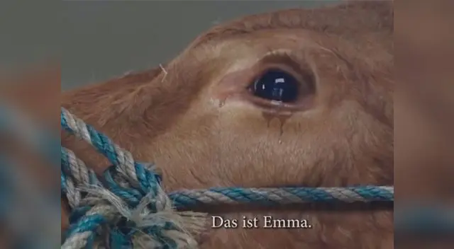 Emma estaba camino al matadero cuando mostró sus sentimientos ante las cámaras