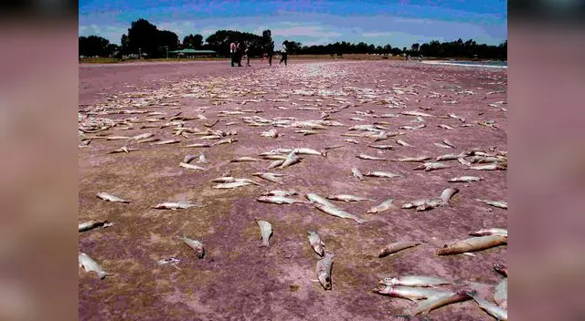 La mitad de peces que existen en los oceános han desaparecido por el cambio climático La mitad de peces que existen en los oceános han desaparecido por el cambio climático