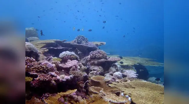 Y casi el 75% de algunos peces han desaparecido como el caso del atún, bonito y caballa Y casi el 75% de algunos peces han desaparecido como el caso del atún, bonito y caballa