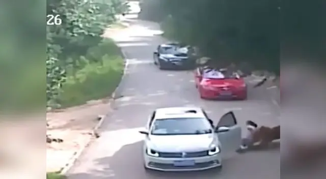 animal tomó por sorpresa a la mujer animal tomó por sorpresa a la mujer