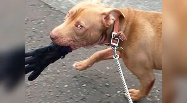 El animal cuenta con una página con más de 64 mil likes El animal cuenta con una página con más de 64 mil likes