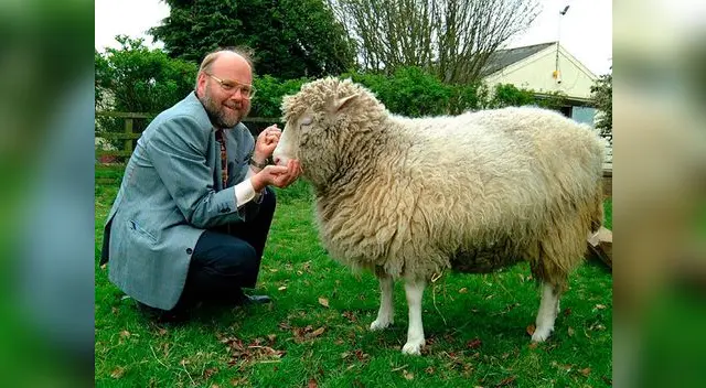 Ovejas clonadas de Dolly cumplen nueve años
