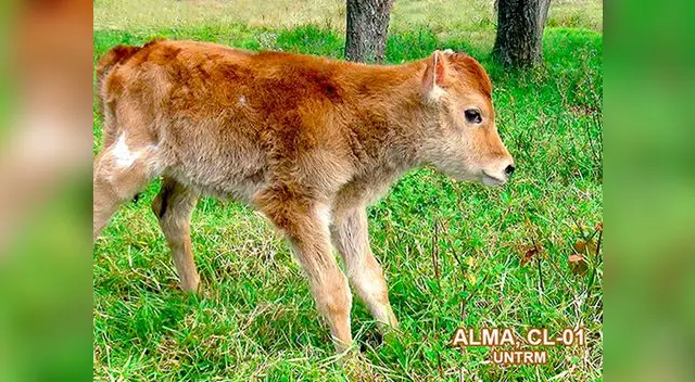 Ternerita Alma es el prime animal clonado en el Perú