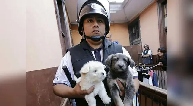 Más de 200 animales fueron rescatados del Centro de Lima Más de 200 animales fueron rescatados del Centro de Lima