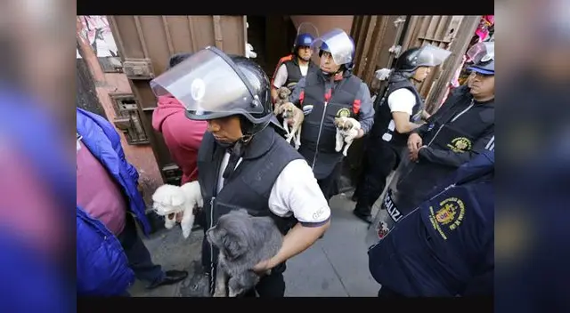 Animales vivían en cuartos oscuros en galería del Cercado de Lima Animales vivían en cuartos oscuros en galería del Cercado de Lima