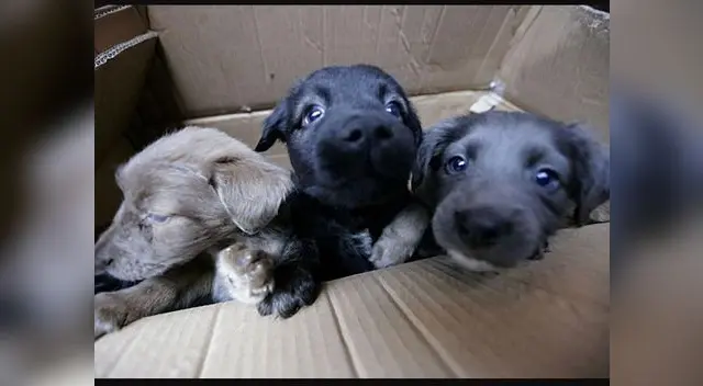 Perritos podrán ser adoptados llamando al 985-964-438 Perritos podrán ser adoptados llamando al 985-964-438