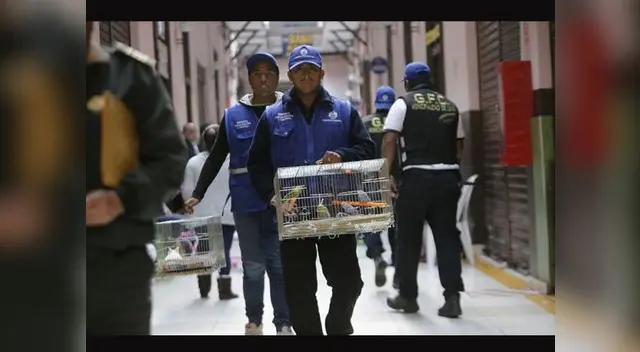 También se rescato aves, hamsters y conejos del Cercado de Lima También se rescato aves, hamsters y conejos del Cercado de Lima