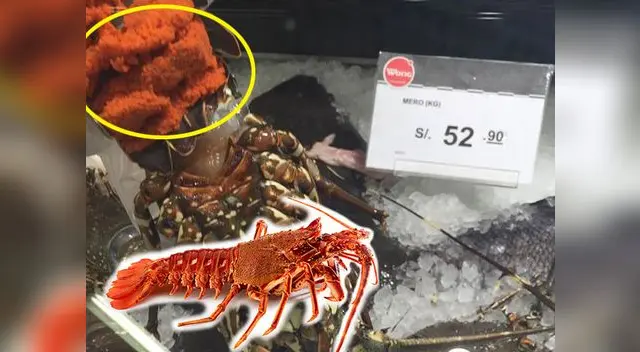 En la toma se puede observar los miles de huevos de la langosta hembra