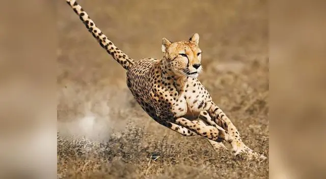 El guepardo es muy veloz El guepardo es muy veloz