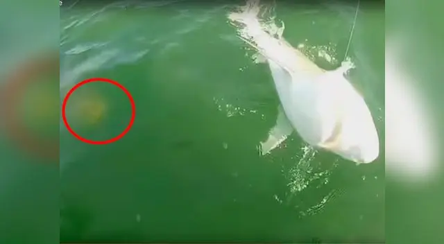 La criatura sorprendió a los jóvenes que disfrutaban del mar