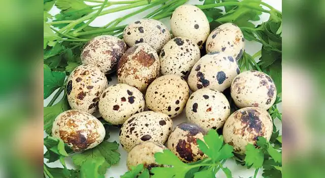 esta pequeña ave nos regala un producto generoso en sus propiedades nutricionales