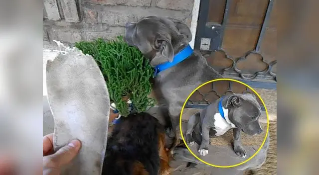 Moto no sabía qué hacer por su travesura