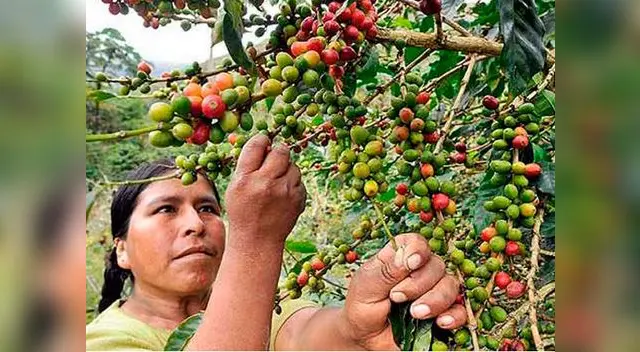 Celebran hoy el Día del café peruano