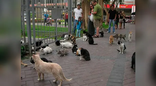 Sospechosa desaparición de felinos