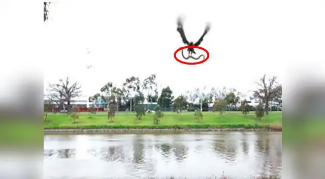 La enorme ave dejó caer al reptil sobre las personas que veían perplejas la escena 