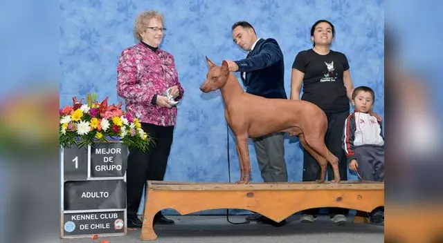 Perro peruano sin pelo se impone en Chile Perro peruano sin pelo se impone en Chile