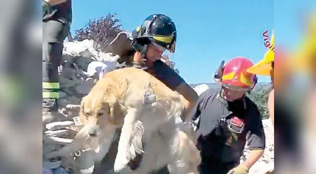 Los bomberos sacaron a la mascota bajo los escombros y parecía traumatizado