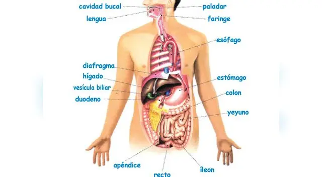 Aprende de qué trata el proceso de la deglución en el sistema digestivo.
