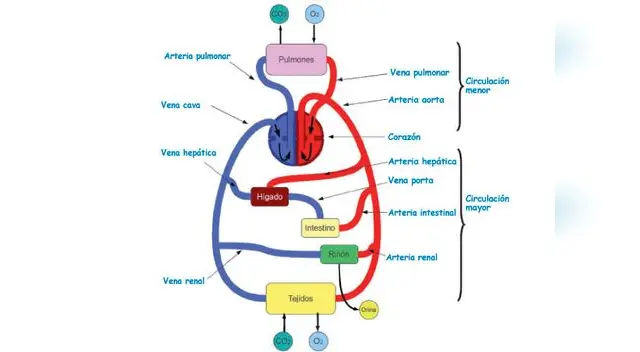 Conoce los tipos y composición del sistema circulatorio.