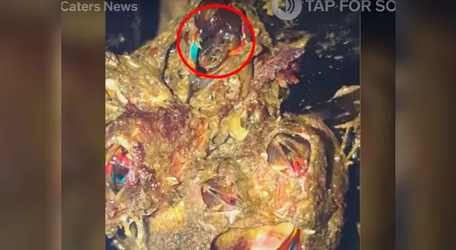 La criatura sorprendió al pescador debido a su terrorífica forma 