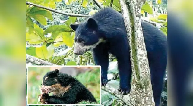 El oso andino cumple un papel ecológico importante en el planeta El oso andino cumple un papel ecológico importante en el planeta