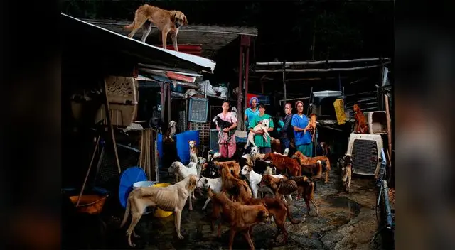 Perros y gatos en albergues colapsados