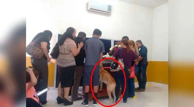 La mascota se había perdido pero logró hallar a su ama antes de ser enterrada La mascota se había perdido pero logró hallar a su ama antes de ser enterrada