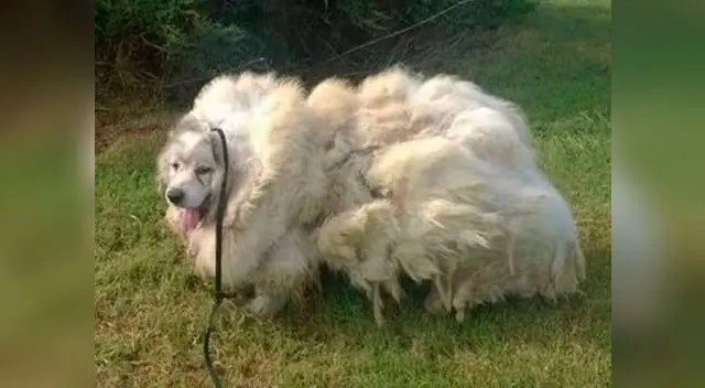 Rescatan a un perro con más de 15 kilos de pelo