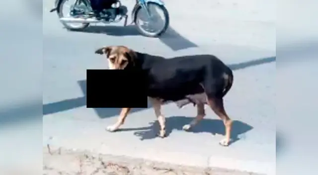 Perro anda por las calles con un bebé en su hocico