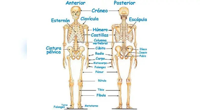 El esqueleto humano El esqueleto humano