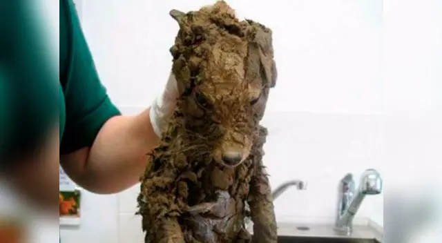 El cachorro estaba dentro de un hoyo lleno de barro donde pudo morir ahogado 