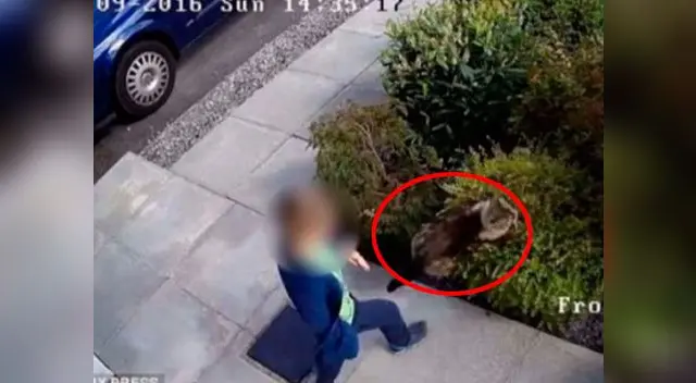 La gata no dejó que la continúen golpeando y atacó al menor 