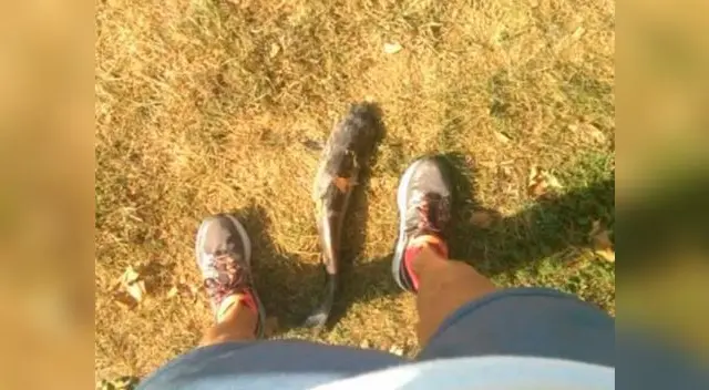 Pez cae del cielo y lesiona a una mujer