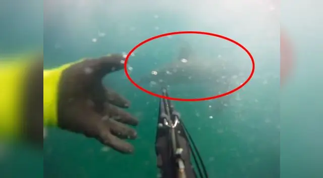 El joven tenía la cámara en su arpón cuando apareció la criatura 