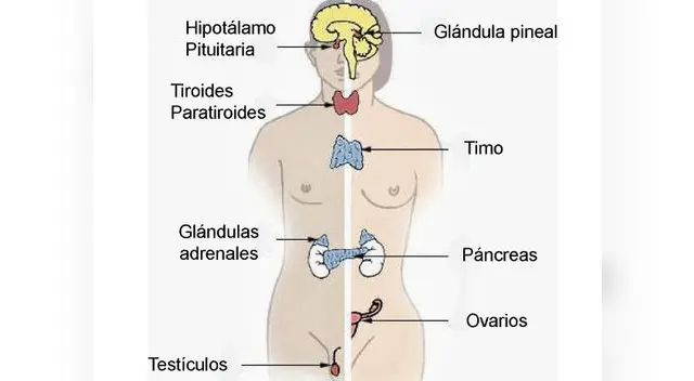 El sistema endocrino es un conjunto de órganos y tejidos del organismo encargado de segregar hormonas.