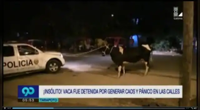 Vaca se descontrola en las calles de Tarapoto y es detenida por la policía