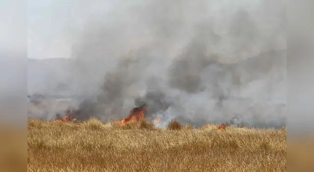No es la primera vez que gente inescrupulosos incendian los totorales. No es la primera vez que gente inescrupulosos incendian los totorales.