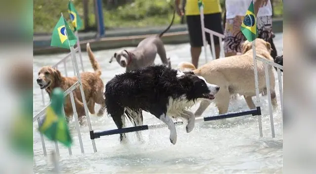 Muchos amos quedaron sorprendidos por la destrezas de los canes