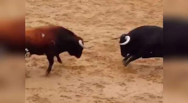 Los dos toros de media tonelada, un segundo antes del fatal choque
