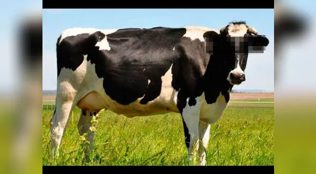 ¿Por qué Google difumina el rostro de las vacas? ¿Por qué Google difumina el rostro de las vacas?