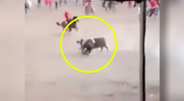 Toro se ensañó con joven de 27 años y lo mató en una fiesta en Colombia Toro se ensañó con joven de 27 años y lo mató en una fiesta en Colombia