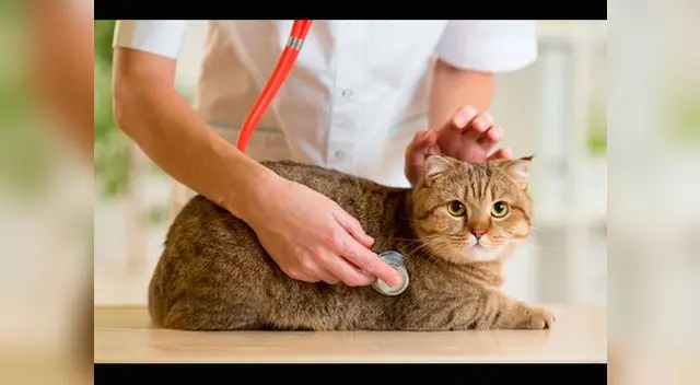 Gatos pueden ser muy peligrosos para los humanos según estudio realizado en EE.UU.