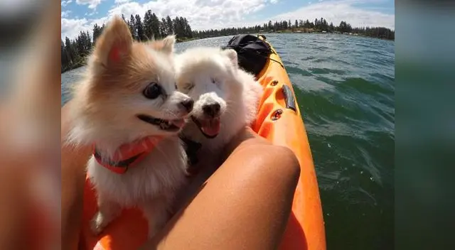 Zen y Hoshi son amigos inseparables y han conmovido al mundo entero
