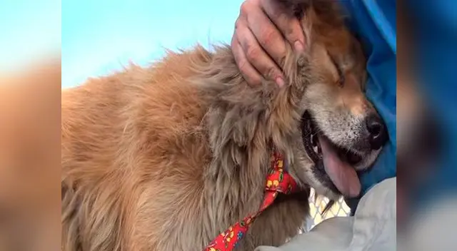 Sonya la perrita rescatada es muy feliz